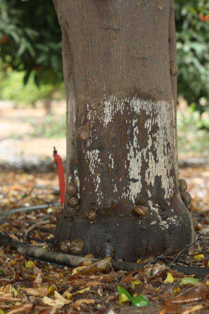            Bark (Riverside, CA)   